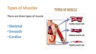 There are three types of muscle:
•Skeletal
•Smooth
•Cardiac
 