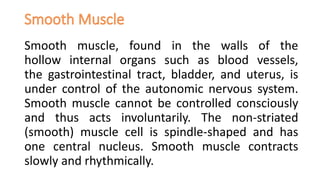 Smooth muscle, found in the walls of the
hollow internal organs such as blood vessels,
the gastrointestinal tract, bladder, and uterus, is
under control of the autonomic nervous system.
Smooth muscle cannot be controlled consciously
and thus acts involuntarily. The non-striated
(smooth) muscle cell is spindle-shaped and has
one central nucleus. Smooth muscle contracts
slowly and rhythmically.
 
