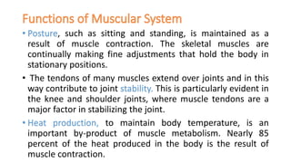 • Posture, such as sitting and standing, is maintained as a
result of muscle contraction. The skeletal muscles are
continually making fine adjustments that hold the body in
stationary positions.
• The tendons of many muscles extend over joints and in this
way contribute to joint stability. This is particularly evident in
the knee and shoulder joints, where muscle tendons are a
major factor in stabilizing the joint.
• Heat production, to maintain body temperature, is an
important by-product of muscle metabolism. Nearly 85
percent of the heat produced in the body is the result of
muscle contraction.
 