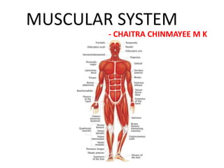 MUSCULAR SYSTEM
- CHAITRA CHINMAYEE M K
 