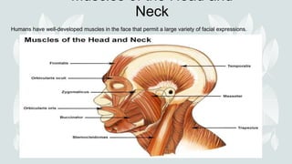 Muscles of the Head and
Neck
Humans have well-developed muscles in the face that permit a large variety of facial expressions.
 