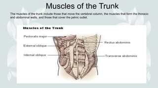Muscles of the Trunk
The muscles of the trunk include those that move the vertebral column, the muscles that form the thoracic
and abdominal walls, and those that cover the pelvic outlet.
 