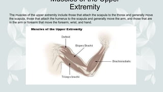 Muscles of the Upper
Extremity
The muscles of the upper extremity include those that attach the scapula to the thorax and generally move
the scapula, those that attach the humerus to the scapula and generally move the arm, and those that are
in the arm or forearm that move the forearm, wrist, and hand.
 