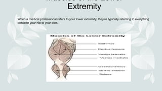 Muscles of the Lower
Extremity
When a medical professional refers to your lower extremity, they’re typically referring to everything
between your hip to your toes.
 