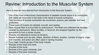 Review: Introduction to the Muscular System
Here is what we have learned from Introduction to the Muscular System:
• One of the most predominant characteristics of skeletal muscle tissue is its contractility
and nearly all movement in the body is the result of muscle contraction.
• Four functions of muscle contraction are movement, posture, joint stability, and heat
production.
• Three types of muscle are skeletal, smooth, and cardiac.
• Each muscle fiber is surrounded by endomysium. The fibers are collected into bundles
covered by perimysium. Many bundles, or fasciculi, are wrapped together by the
epimysium to form a whole muscle.
• Muscles are attached to bones by tendons.
• Muscle features such as size, shape, direction of fibers, location, number of origins, origin
and insertion, and action are often used in naming muscles.
• Four major muscle groups of the body include:
• Muscles of the head and neck;
• Muscles of the trunk;
• Muscles of the upper extremity; and
• Muscles of the lower extremity.
 
