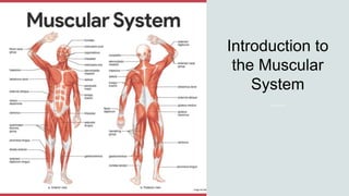 Introduction to
the Muscular
System
 
