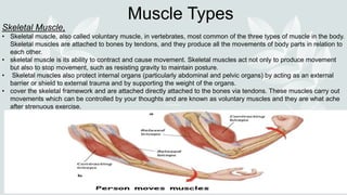 Muscle Types
Skeletal Muscle,
• Skeletal muscle, also called voluntary muscle, in vertebrates, most common of the three types of muscle in the body.
Skeletal muscles are attached to bones by tendons, and they produce all the movements of body parts in relation to
each other.
• skeletal muscle is its ability to contract and cause movement. Skeletal muscles act not only to produce movement
but also to stop movement, such as resisting gravity to maintain posture.
• Skeletal muscles also protect internal organs (particularly abdominal and pelvic organs) by acting as an external
barrier or shield to external trauma and by supporting the weight of the organs.
• cover the skeletal framework and are attached directly attached to the bones via tendons. These muscles carry out
movements which can be controlled by your thoughts and are known as voluntary muscles and they are what ache
after strenuous exercise.
 