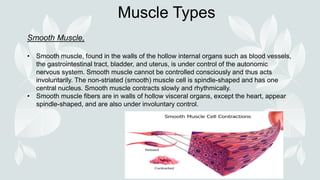 Muscle Types
Smooth Muscle,
• Smooth muscle, found in the walls of the hollow internal organs such as blood vessels,
the gastrointestinal tract, bladder, and uterus, is under control of the autonomic
nervous system. Smooth muscle cannot be controlled consciously and thus acts
involuntarily. The non-striated (smooth) muscle cell is spindle-shaped and has one
central nucleus. Smooth muscle contracts slowly and rhythmically.
• Smooth muscle fibers are in walls of hollow visceral organs, except the heart, appear
spindle-shaped, and are also under involuntary control.
 