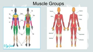 Muscle Groups
 
