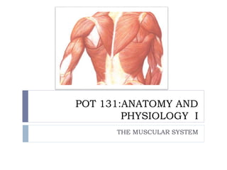 POT 131:ANATOMY AND
PHYSIOLOGY I
THE MUSCULAR SYSTEM
 