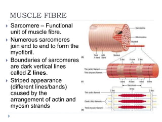 Muscular System.ppt