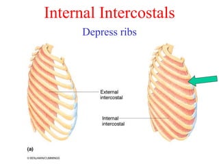 muscularsystem-220930072848-e9f2fcba (1).ppt