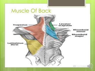 Muscular System.pdf