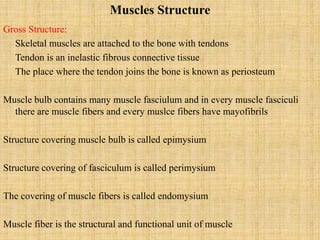Muscles Structure
Gross Structure:
Skeletal muscles are attached to the bone with tendons
Tendon is an inelastic fibrous connective tissue
The place where the tendon joins the bone is known as periosteum
Muscle bulb contains many muscle fasciulum and in every muscle fasciculi
there are muscle fibers and every muslce fibers have mayofibrils
Structure covering muscle bulb is called epimysium
Structure covering of fasciculum is called perimysium
The covering of muscle fibers is called endomysium
Muscle fiber is the structural and functional unit of muscle
 