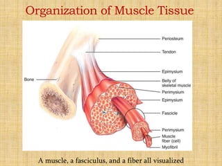 A muscle, a fasciculus, and a fiber all visualized
Organization of Muscle Tissue
 