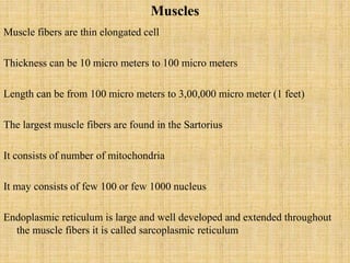 Muscles
Muscle fibers are thin elongated cell
Thickness can be 10 micro meters to 100 micro meters
Length can be from 100 micro meters to 3,00,000 micro meter (1 feet)
The largest muscle fibers are found in the Sartorius
It consists of number of mitochondria
It may consists of few 100 or few 1000 nucleus
Endoplasmic reticulum is large and well developed and extended throughout
the muscle fibers it is called sarcoplasmic reticulum
 