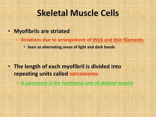 Skeletal Muscle Cells
• Myofibrils are striated
– Striations due to arrangement of thick and thin filaments
• Seen as alternating areas of light and dark bands
• The length of each myofibril is divided into
repeating units called sarcomeres
– A sarcomere is the functional unit of skeletal muscle
 