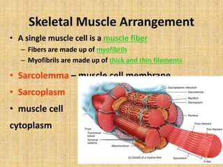 Skeletal Muscle Arrangement
• A single muscle cell is a muscle fiber
– Fibers are made up of myofibrils
– Myofibrils are made up of thick and thin filaments
• Sarcolemma – muscle cell membrane
• Sarcoplasm
• muscle cell
cytoplasm
 