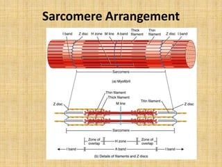 Sarcomere Arrangement
 
