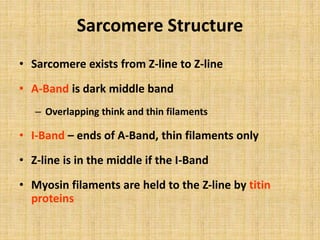 Sarcomere Structure
• Sarcomere exists from Z-line to Z-line
• A-Band is dark middle band
– Overlapping think and thin filaments
• I-Band – ends of A-Band, thin filaments only
• Z-line is in the middle if the I-Band
• Myosin filaments are held to the Z-line by titin
proteins
 