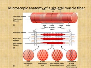 Microscopic anatomy of a skeletal muscle fiber
I band
Z disc Z disc
I band
A band
H zone
(c)
(d)
(e)
Thin (actin) filament
Thick (myosin)
filament
Thin (actin) filament
Elastic (titin)
filaments
Z disc Z disc
M line
M line
Sarcomere
Thick (myosin)
filament
I band
thin filaments
only
H zone
thick filaments
only
M line
thick filaments linked
by accessory proteins
Outer edge of
A band
thick and thin
filaments overlap
 