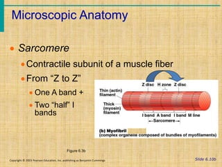 Slide 6.10b
Microscopic Anatomy
Copyright © 2003 Pearson Education, Inc. publishing as Benjamin Cummings
 Sarcomere
Contractile subunit of a muscle fiber
From “Z to Z”
 One A band +
 Two “half” I
bands
Figure 6.3b
 