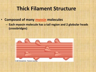 Thick Filament Structure
• Composed of many myosin molecules
– Each myosin molecule has a tail region and 2 globular heads
(crossbridges)
 