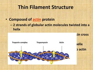 Thin Filament Structure
• Composed of actin protein
– 2 strands of globular actin molecules twisted into a
helix
– Actin filaments have binding sites for myosin cross
bridges
– Tropomyosin protein spirals around actin helix
– Troponin protein (3 subunits) is attached to actin
and holds tropomyosin in place
• Call this the troponin-tropomyosin complex
Troponin complex Tropomyosin Actin
 