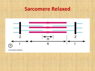 Sarcomere Relaxed
 