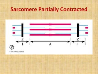 Sarcomere Partially Contracted
 