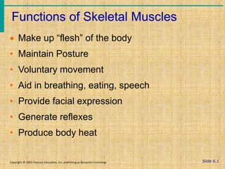 Slide 6.1
Functions of Skeletal Muscles
Copyright © 2003 Pearson Education, Inc. publishing as Benjamin Cummings
 Make up “flesh” of the body
• Maintain Posture
• Voluntary movement
• Aid in breathing, eating, speech
• Provide facial expression
• Generate reflexes
• Produce body heat
 