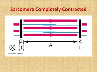 Sarcomere Completely Contracted
 