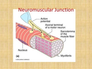 Neuromuscular Junction
 