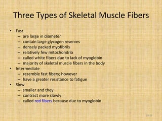 Three Types of Skeletal Muscle Fibers
• Fast
– are large in diameter
– contain large glycogen reserves
– densely packed myofibrils
– relatively few mitochondria
– called white fibers due to lack of myoglobin
– majority of skeletal muscle fibers in the body
• Intermediate
– resemble fast fibers; however
– have a greater resistance to fatigue
• Slow
– smaller and they
– contract more slowly
– called red fibers because due to myoglobin
10-33
 