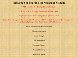 Influence of Training on Muscular System
ATP = ADP + P + Energy for Contraction
CP = C + P + Energy for re-synthesis of ATP
Glycogen = Lactic Acid + Energy for re-synthesis of CP
Lactic Acid + Oxygen = {Carbondioxide + Water (About 1/5th of the total lactic acid)}+ Energy for re-
synthesis of glycogen from the remaining 4/5th of lactic acid
Effect of Exercise on Muscular System
Muscle Hypertrophy
Gain in Strength
Gain in endurance
Chemical Changes
Muscle Efficiency
Increase in Speed
 