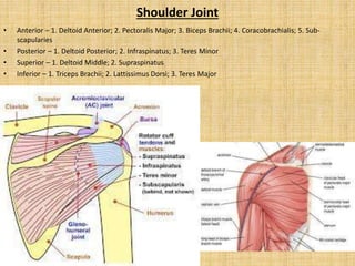 Shoulder Joint
• Anterior – 1. Deltoid Anterior; 2. Pectoralis Major; 3. Biceps Brachii; 4. Coracobrachialis; 5. Sub-
scapularies
• Posterior – 1. Deltoid Posterior; 2. Infraspinatus; 3. Teres Minor
• Superior – 1. Deltoid Middle; 2. Supraspinatus
• Inferior – 1. Triceps Brachii; 2. Lattissimus Dorsi; 3. Teres Major
 