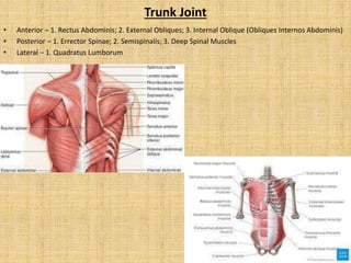 Trunk Joint
• Anterior – 1. Rectus Abdominis; 2. External Obliques; 3. Internal Oblique (Obliques Internos Abdominis)
• Posterior – 1. Errector Spinae; 2. Semispinalis; 3. Deep Spinal Muscles
• Lateral – 1. Quadratus Lumborum
 