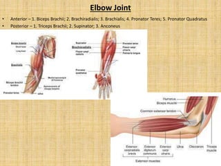 Elbow Joint
• Anterior – 1. Biceps Brachii; 2. Brachiradialis; 3. Brachialis; 4. Pronator Teres; 5. Pronator Quadratus
• Posterior – 1. Triceps Brachii; 2. Supinator; 3. Anconeus
 