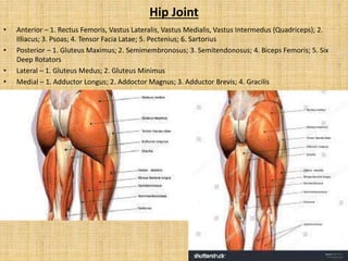 Hip Joint
• Anterior – 1. Rectus Femoris, Vastus Lateralis, Vastus Medialis, Vastus Intermedus (Quadriceps); 2.
Illiacus; 3. Psoas; 4. Tensor Facia Latae; 5. Pectenius; 6. Sartorius
• Posterior – 1. Gluteus Maximus; 2. Semimembronosus; 3. Semitendonosus; 4. Biceps Femoris; 5. Six
Deep Rotators
• Lateral – 1. Gluteus Medus; 2. Gluteus Minimus
• Medial – 1. Adductor Longus; 2. Addoctor Magnus; 3. Adductor Brevis; 4. Gracilis
 
