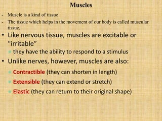 Muscles
- Muscle is a kind of tissue
- The tissue which helps in the movement of our body is called muscular
tissue.
• Like nervous tissue, muscles are excitable or
"irritable”
they have the ability to respond to a stimulus
• Unlike nerves, however, muscles are also:
Contractible (they can shorten in length)
Extensible (they can extend or stretch)
Elastic (they can return to their original shape)
 