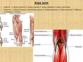 Knee Joint
• Anterior – 1. Rectus Femoris; 2. Vastus Lateralis; 3. Vastus Medialis; 4. Vastus Intermedus
• Posterior – 1. Biceps Femoris 2. Semimembronosus; 3. Semitendonosus;; 4. Gastrocnemius; 5. Popliteus;
6. Sartorius; 7. Gracilis
 