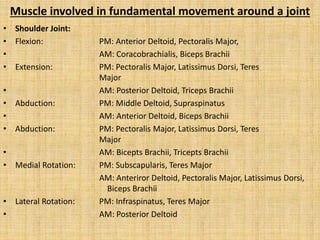 Muscle involved in fundamental movement around a joint
• Shoulder Joint:
• Flexion: PM: Anterior Deltoid, Pectoralis Major,
• AM: Coracobrachialis, Biceps Brachii
• Extension: PM: Pectoralis Major, Latissimus Dorsi, Teres
Major
• AM: Posterior Deltoid, Triceps Brachii
• Abduction: PM: Middle Deltoid, Supraspinatus
• AM: Anterior Deltoid, Biceps Brachii
• Abduction: PM: Pectoralis Major, Latissimus Dorsi, Teres
Major
• AM: Bicepts Brachii, Tricepts Brachii
• Medial Rotation: PM: Subscapularis, Teres Major
AM: Anteriror Deltoid, Pectoralis Major, Latissimus Dorsi,
Biceps Brachii
• Lateral Rotation: PM: Infraspinatus, Teres Major
• AM: Posterior Deltoid
 