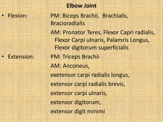 Elbow Joint
• Flexion: PM: Biceps Brachii, Brachialis,
Bracioradialis
AM: Pronator Teres, Flexor Capri radialis,
Flexor Carpi ulnaris, Palamris Longus,
Flexor digitorum superficialis
• Extension: PM: Triceps Brachii
AM: Anconeus,
exetensor carpi radialis longus,
extensor carpi radialis brevis,
extensor carpi ulnaris,
extensor digitorum,
extensor digit minimi
 