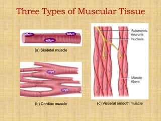 (b) Cardiac muscle (c) Visceral smooth muscle
(a) Skeletal muscle
Three Types of Muscular Tissue
 
