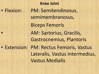 Knee Joint
• Flexion: PM: Semitendinosus,
semimembranosus,
Biceps Femoris
• AM: Sartorius, Gracilis,
Gastrocnemius, Plantoris
• Extension: PM: Rectus Femoris, Vastus
Lateralis, Vastus Intermedius,
Vastus Medialis
 