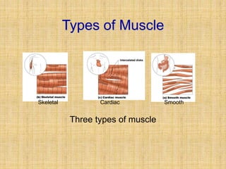 Types of Muscle
Three types of muscle
Skeletal Cardiac Smooth
 