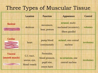 Location Function Appearance Control
Skeletal
skeleton
movement,
heat, posture
striated, multi-
nucleated (eccentric),
fibers parallel
voluntary
Cardiac
heart
pump blood
continuously
striated, one central
nucleus
involuntary
Visceral
(smooth muscle)
G.I. tract,
uterus, eye,
blood vessels
Peristalsis,
blood pressure,
pupil size,
erects hairs
no striations, one
central nucleus
involuntary
Three Types of Muscular Tissue
 