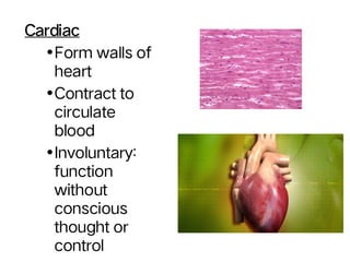 Heart Involuntary Muscular System.pdf