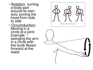 Muscular System.pdf