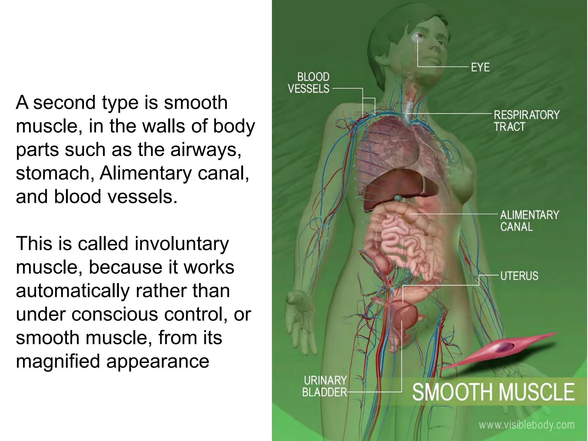 Muscular System............ Anatomy ang Physiology | PDF